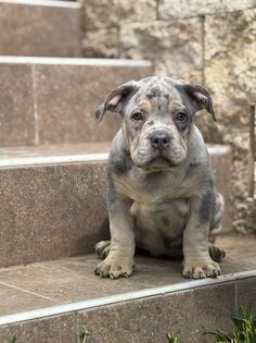 American bully XL/XXL