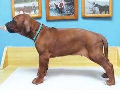 Rodezijski ridžbek, vrhunsko muško štene