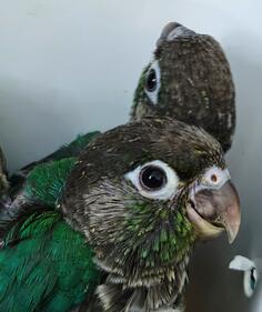 Papagaji rucno hranjeni 