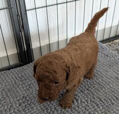 Igračke pudle u boji kajsije, mužjak ili ženka