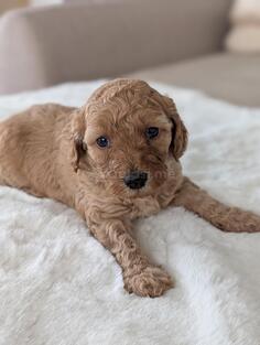 Igračke pudle u boji kajsije, mužjak ili ženka