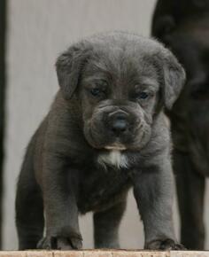 Cane Corso