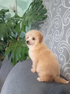 patuljasta pudla muzjak 4 meseca vakcinisan i očiscen od parazita info 0631803590 