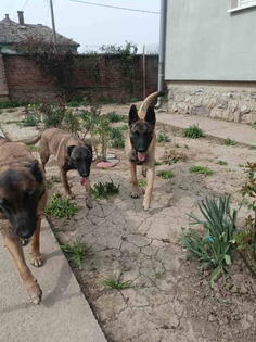 Belgijski ovčar MALINOA štenci 