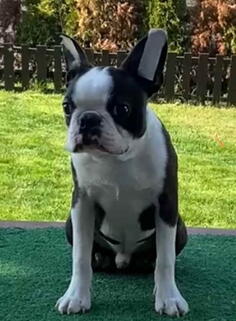 Dostupno muško štene Boston terijera   