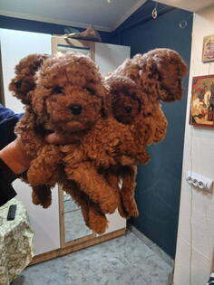 Na prodaju štenci patuljaste pudle 