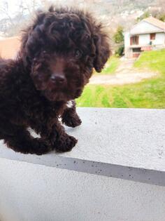 prodajem cokoladnu pudlu