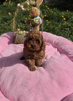 Toy pudle nove bebice   