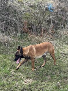 Belgiski Malino i boks
