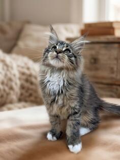 Fantasticna zenka Maine Coon