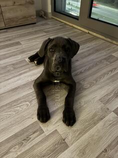 Štene Cane Corsica - ženka, pametna i lijepa