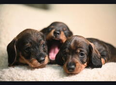 Na prodaju štenci rase oštrodlaki jazavičar - kuničar 