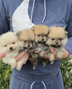 Najlepsi Pomeranci Boo 