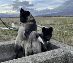 Americka akita stenci