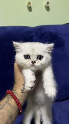 prodajem britanske macke