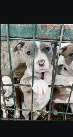 Stene americkog staforda merle