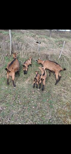 Dvije koze i troje jaradi