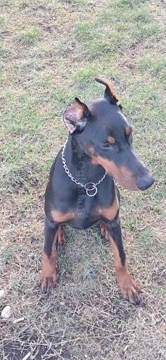 Zenka dobermana, 7 mjeseci , vrhunsko porijeklo, papiri
