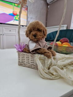 Toy pudle maleni mečići 