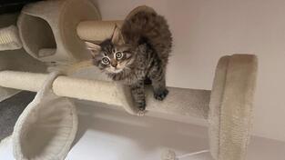 prodajem maine coon macice