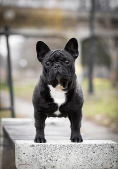 Francuski buldog 