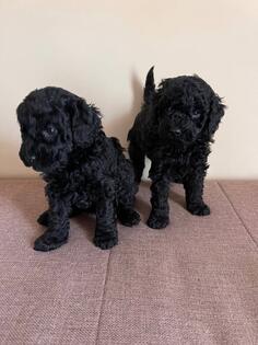 Na prodaju štene – crni pudl