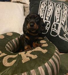 Patuljasti jazavicari