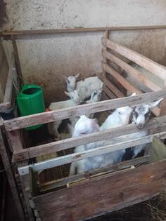 Prodajem 25 koza i 33 jarica