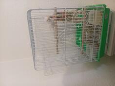 Palagaj  mali aleksandar