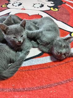 Prodajem Ruske plave macice