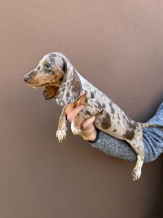 Prodajem stence jazavicara