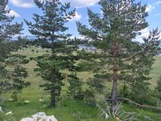 Poljoprivredno zemljište 1530m2 - Žabljak - Borje