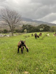 Prodajem Jarad za 1 maj