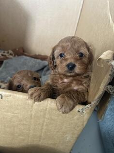 Toy pudla stara 2 mjeseca ociscena od parazita zenka