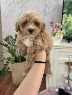 Maltipoo stenci spremni su za preuzimanje  