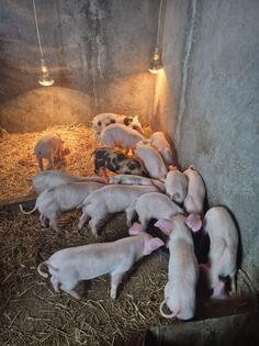 prodajem svinje za drzanje