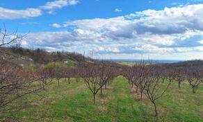 Poljoprivredno zemljište 11894m2 - Irig - Irig (uži dio)