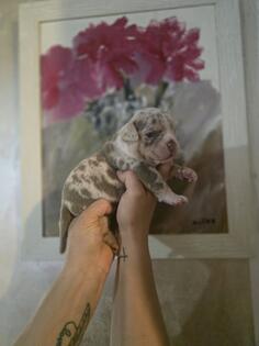 American Exotic Bully 