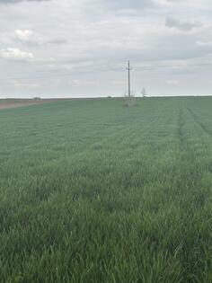 Poljoprivredno zemljište 10530m2 - Irig - Rivica