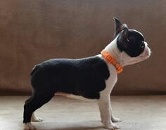 Boston terijer stenci