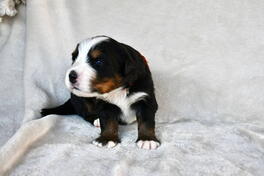 Bernski planinski pas 