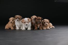 Havanski Bišon prelepi stenci