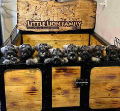   Rusije Spanije, Srbije. Svi psi su internacionalni Šampion Tel/Viber/What s app: +381(0)65 5666556 Nikola, Zemun/Beograd 