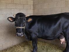 Prodajem steonu kravu Bijelo Polje