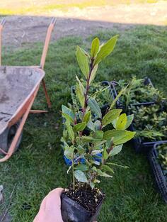 prodajem lovorov list (zacinski lovor)