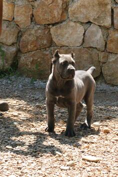 Cane Corso