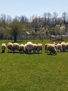 Prodajem Ovna i 4 jagnjadi oko 20 kg mesa