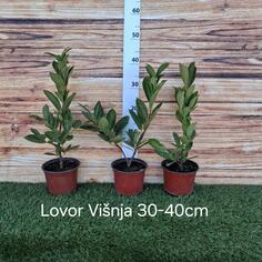 Ziva ograda Lovor Visnja-Prunus