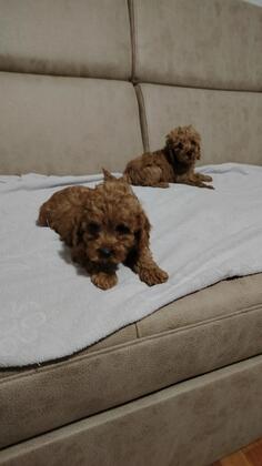 Prodajem patuljaste pudle