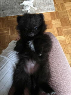   Za više informacija i slike slobodno pišite Jovana Dedović, Zemun Tel/Viber:+381(0)603797297